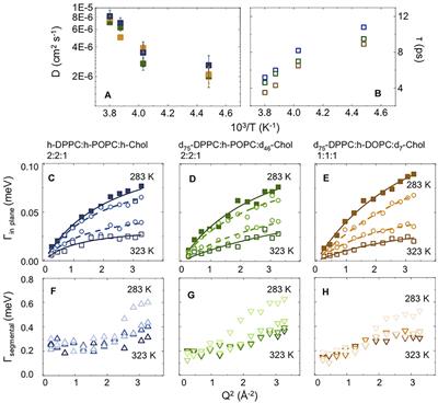 Nanoscale Structure and Dynamics of Model Membrane Lipid Raft Systems, Studied by Neutron Scattering Methods